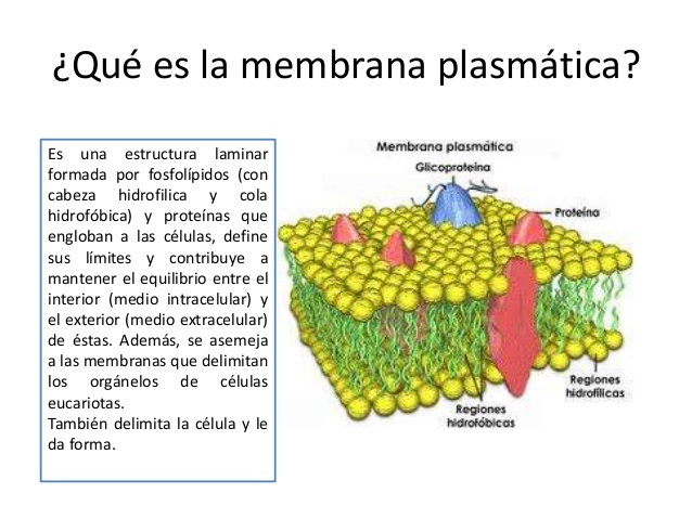 membrana plasmatica