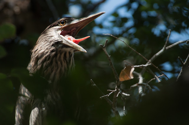 A Tree Falling: UT Southwestern Medical Center Rookery: June 2015