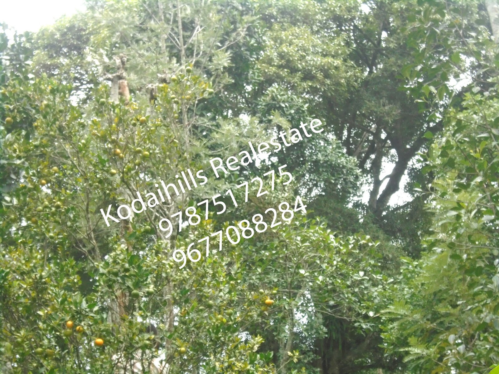 Kodaihills Realestate. 2 Acre farm land for sale in kodaikanal area.