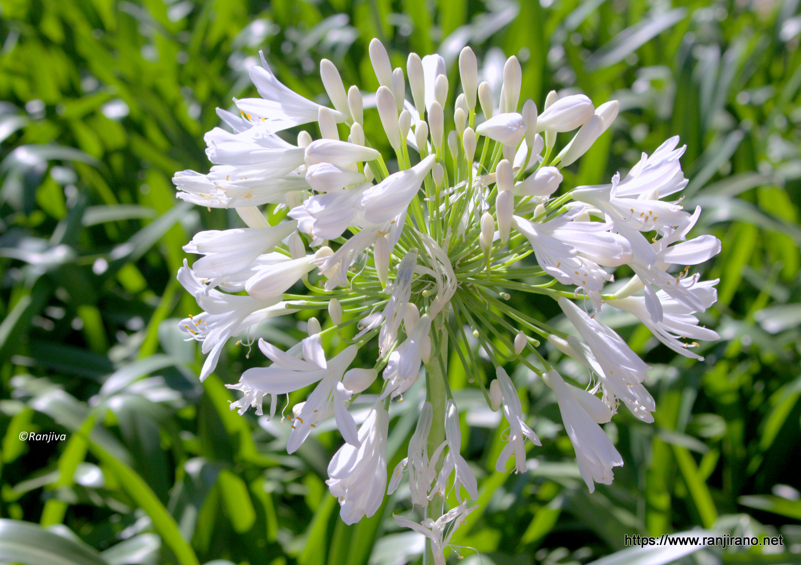 4570book Clipart Mot Damour Sensuel In Pack 4696