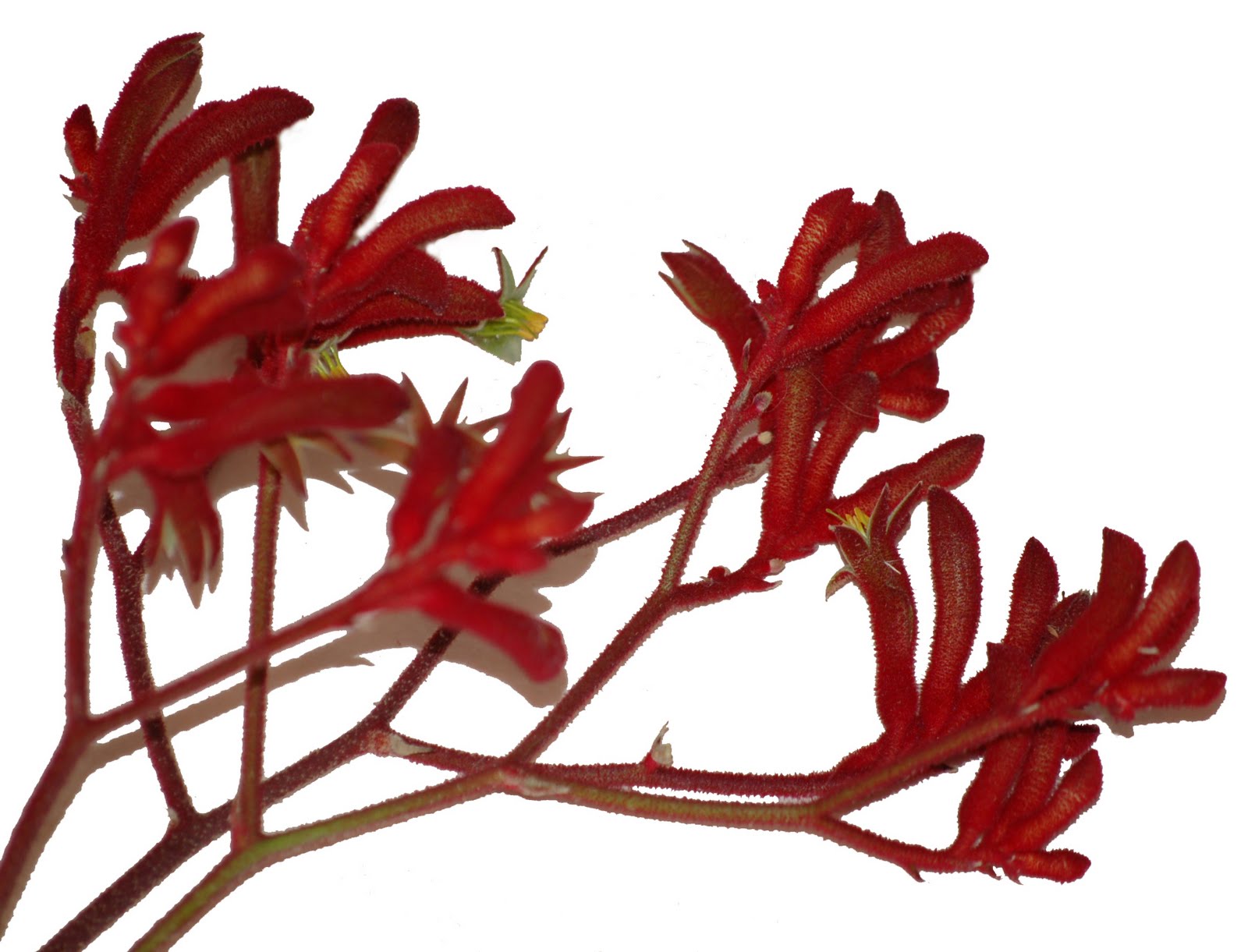 A Passion for Flowers Kangaroo Paws