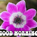 Good Morning Wishes Quotes Messages Images