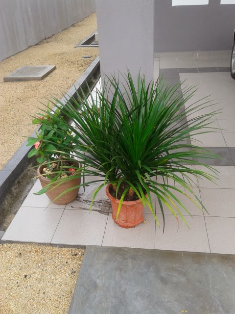 putihsalju123.blogspot.com: Pokok Hiasan Laman Rumah