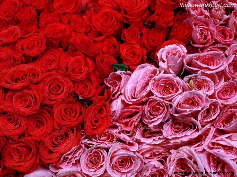 Pink and Red Roses