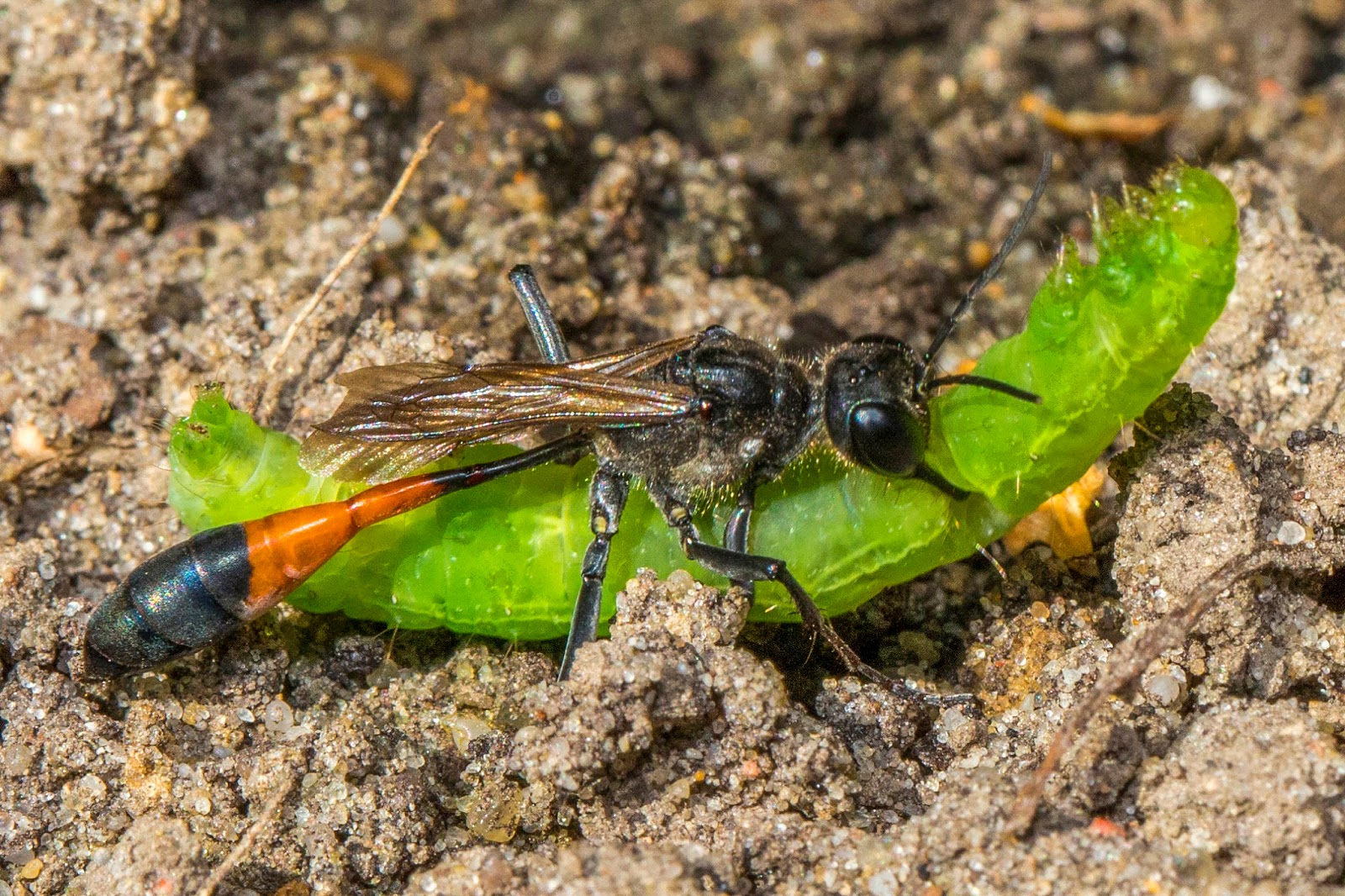 Ask A Master Gardener Most Wasps are Beneficial