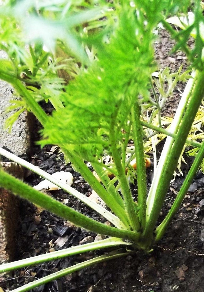 Roots 'n' Shoots Carrot Revisited How to Grow Vegetable of the Month