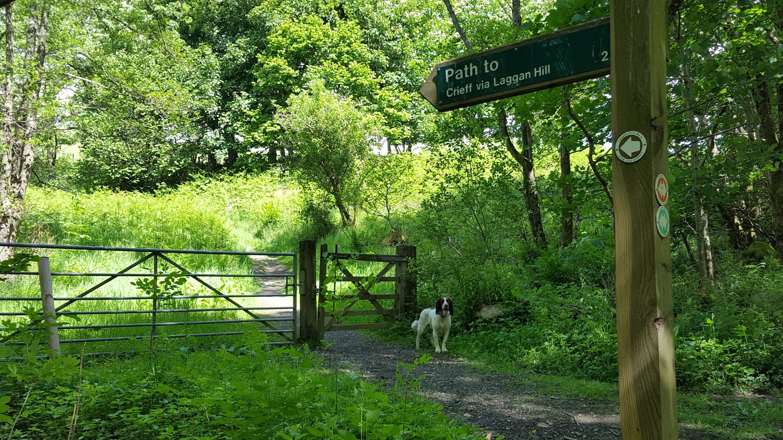 Neil's Hillwalking Exploits Crieff Laggan Hill and Tom a'Chasteil and
