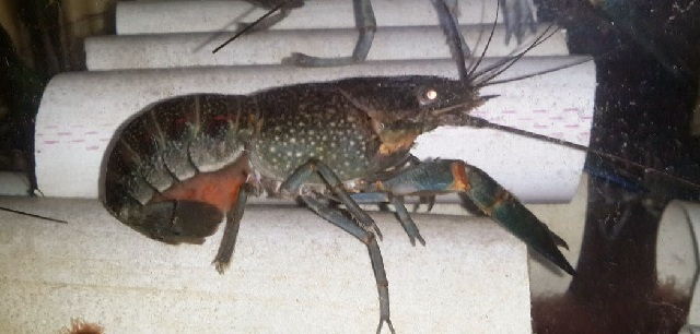 Pembenihan Lobster Air Tawar