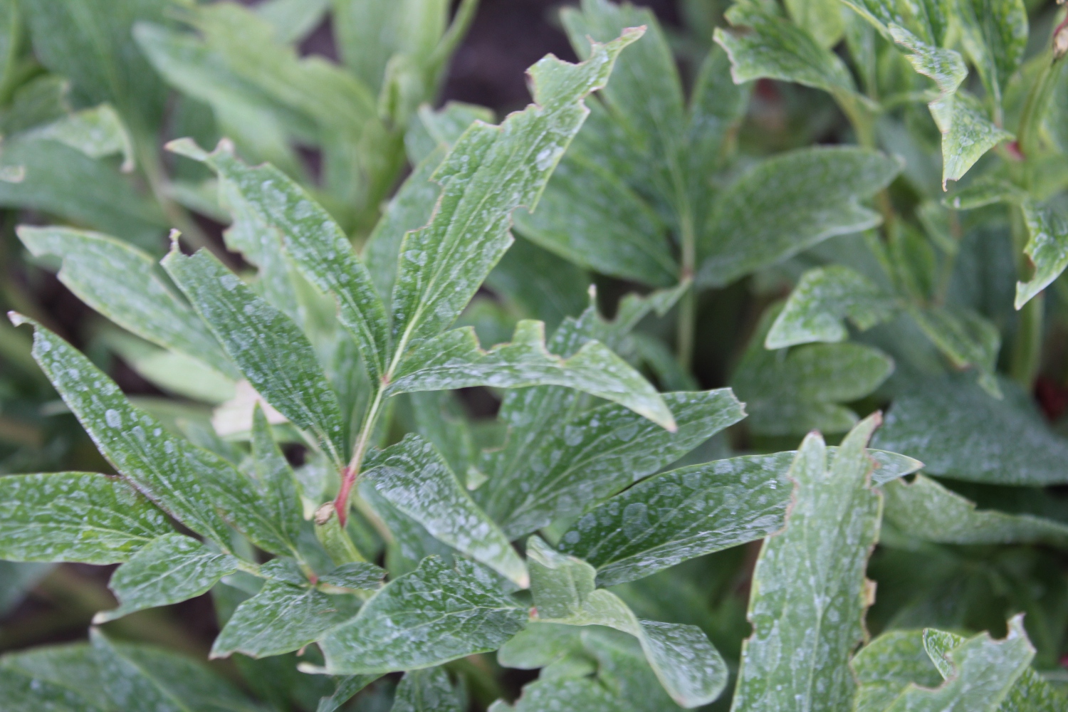 Kar's Kith and Kin I thought bees were supposed to be good.