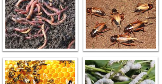 Bab Iii Budidaya Satwa Harapan Prakarya Smp