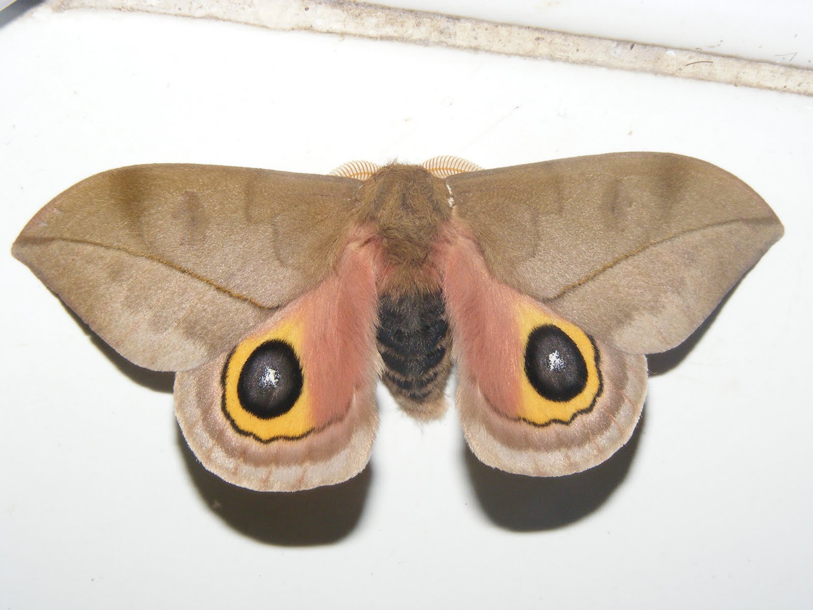 Eyespots and the amazing Macrocilix maia Caterpillar Eyespots