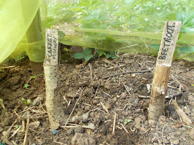 Home made plant labels Sowing seeds outdoors 80 Minute Allotment Green Fingered Blog