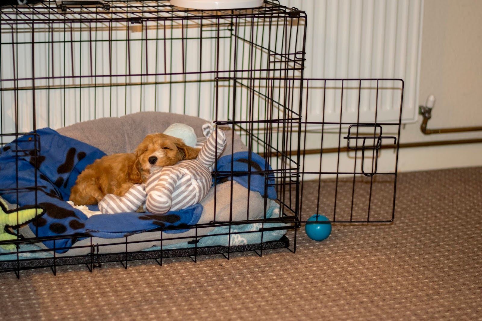 dog crate for cockapoo