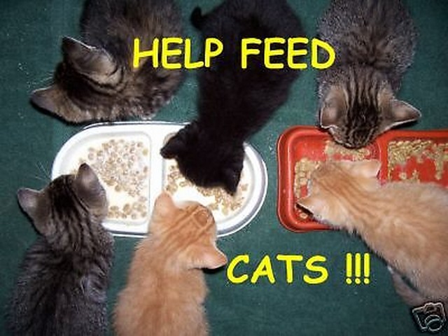 Help feed my cat colony!