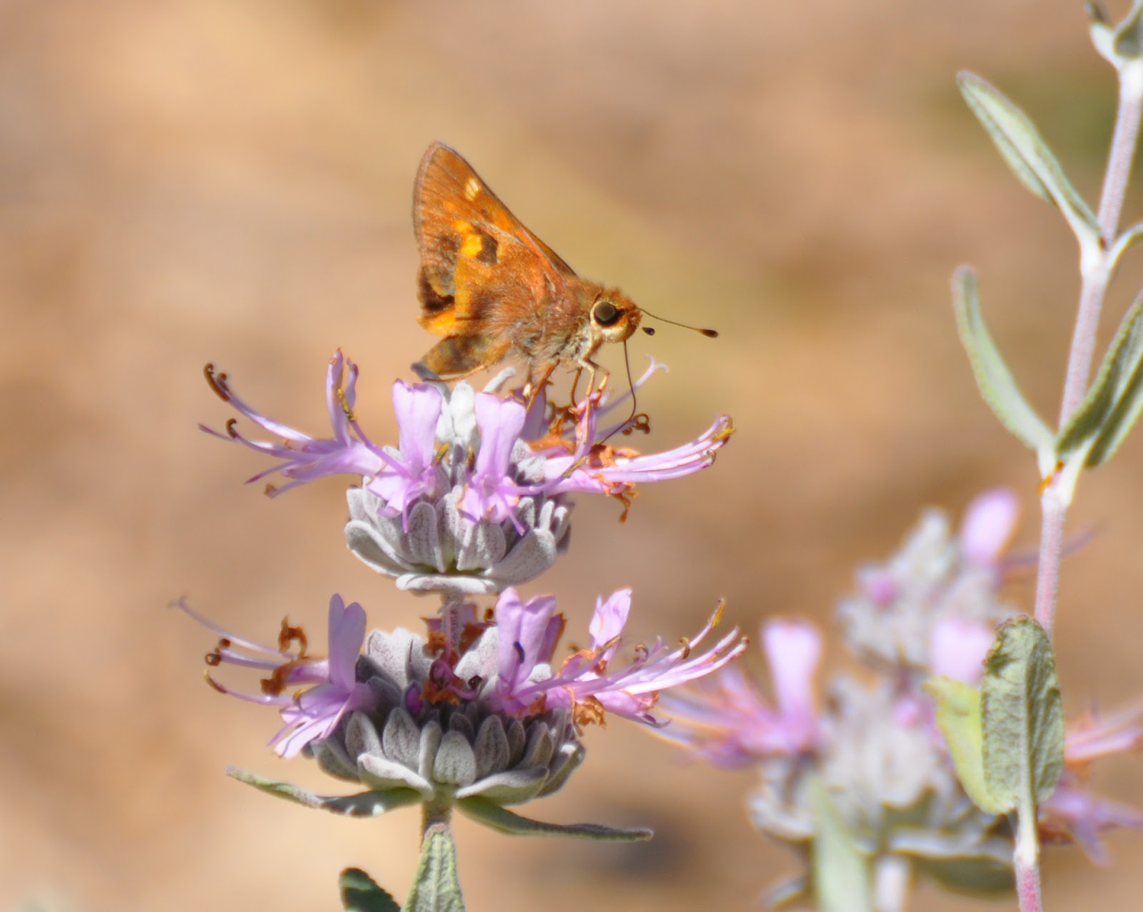 Mother Nature's Backyard - A Water-wise Garden: Insect Postings ...