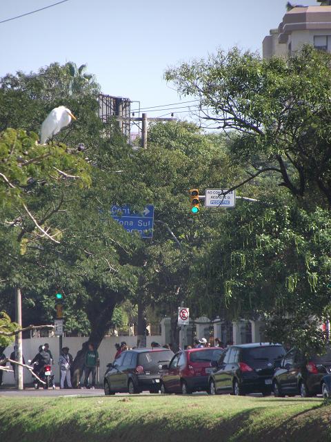 foto de porto alegre mostrando a Avenida Ipiranga, no Bairro Azenha, em um início de tarde de sol
