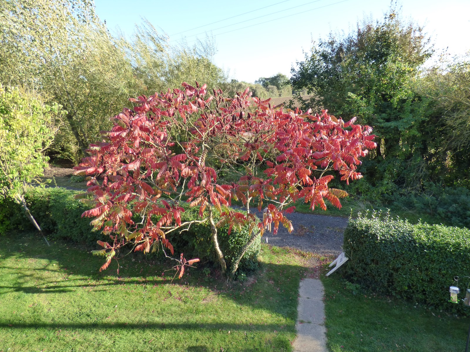 My Quiet Life in Suffolk The Vinegar Tree