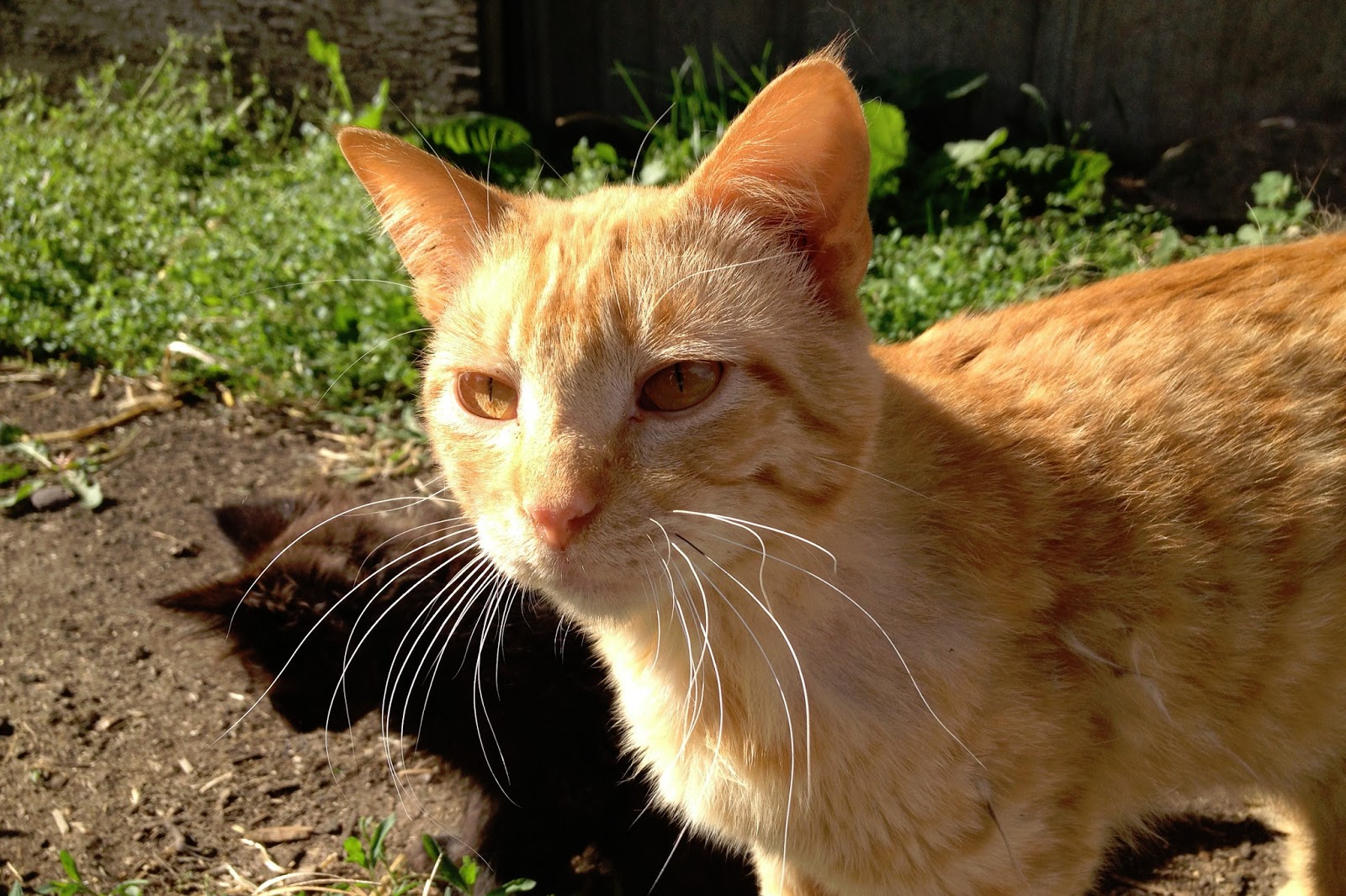 My Barnyard View I'm Not Kitten Around!