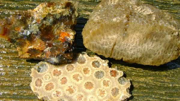 Batu  akik Sarang lebah yang menjadi incaran kolektor 