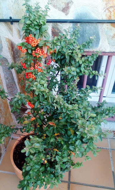 Espino de fuego o piracanta (Pyracantha coccinea M.Roem.).