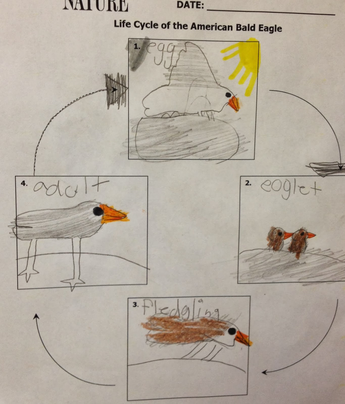 Bald Eagle Life Cycle For Kids | Kids Matttroy