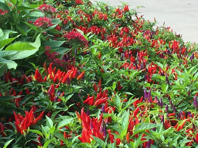 Fiery hot ornamental peppers provide dramatic color. Red, yellow and purple ornamental peppers en masse.