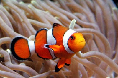  Ikan  Nemo  atau Clown Fish Seputar Dunia Air