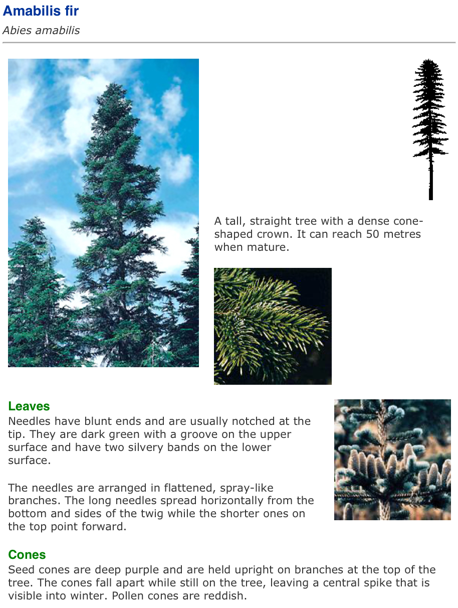 Vancouver Island Big Trees Identify Trees,Rotel Dip Can