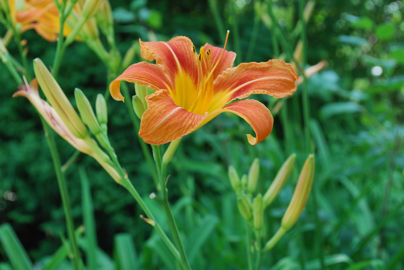 Reflective Thoughts by Barbara: TIGER LILLIES FROM THE SIDE OF THE ROAD