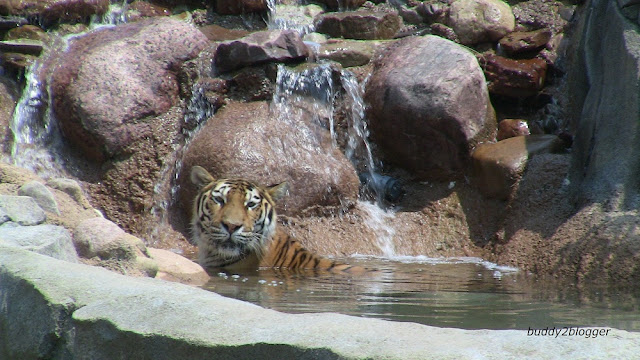siberian tiger wallpaper image picture screensaver poster