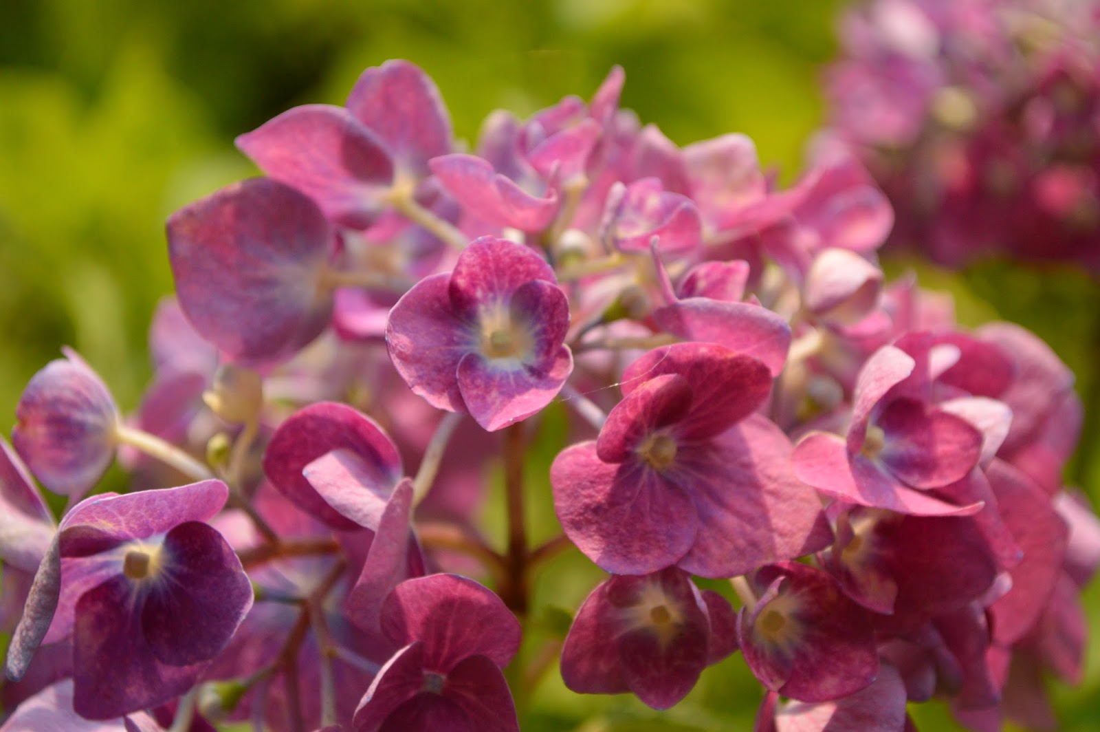 Adventures in Japan Summer Bloom Flowers of Kyoto Botanical Garden