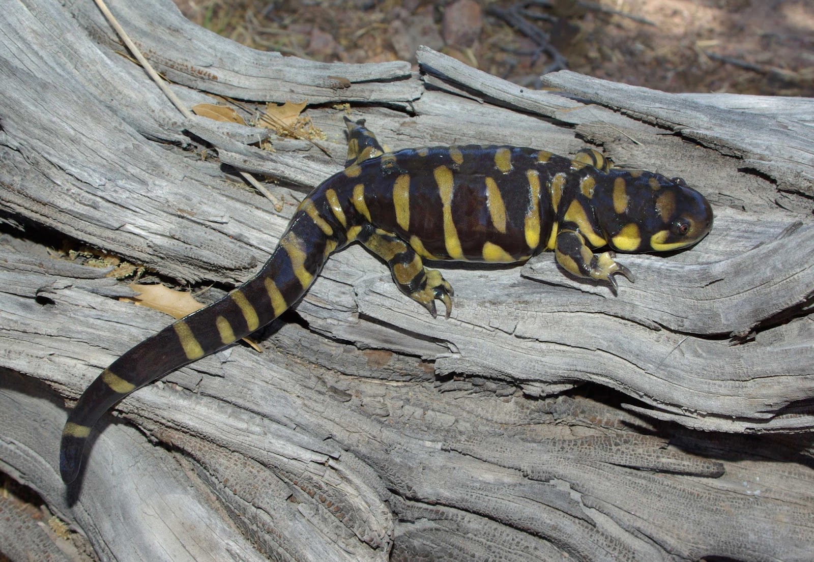 Bradley Foster:Sonora Tiger Salamander