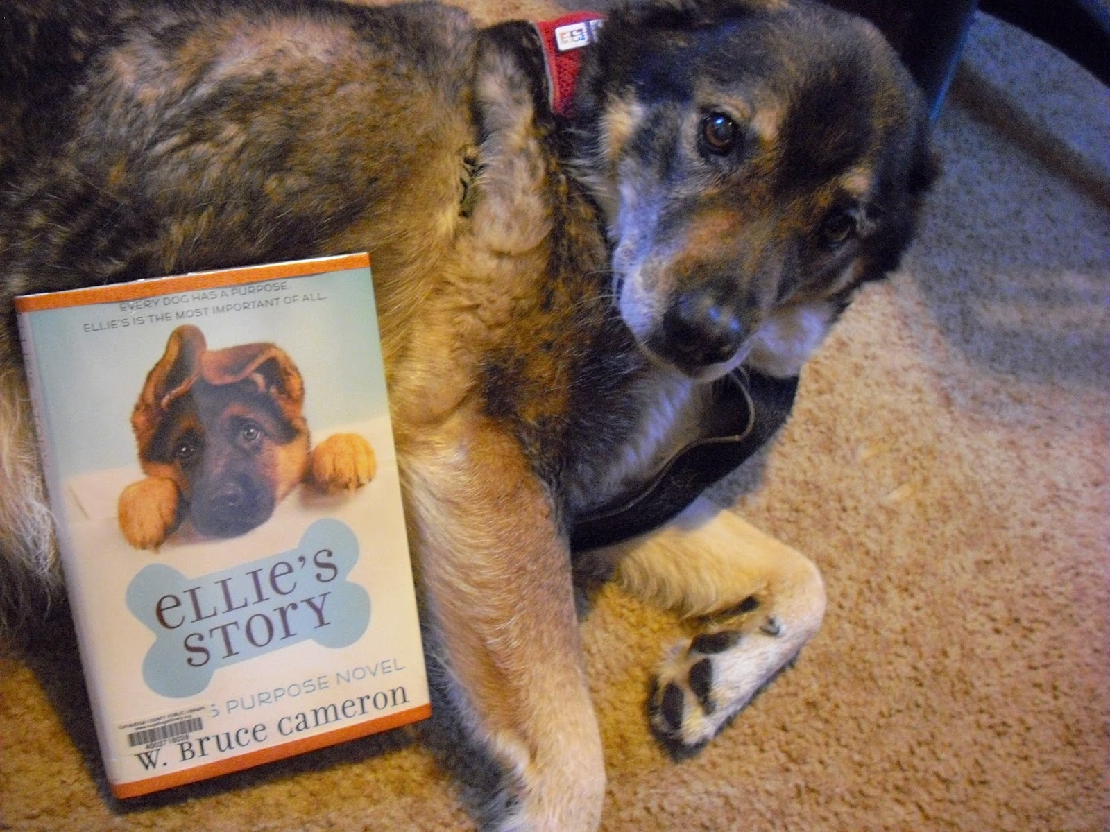Grab A Book From Our Stack: "Ellie's Story" by W. Bruce Cameron