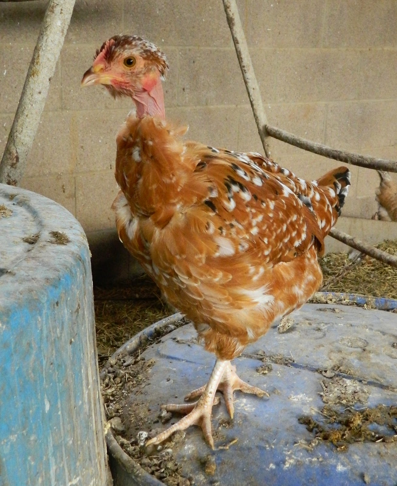 Aloha Chickens Turken Alohas!