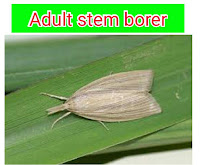 stem borer adult