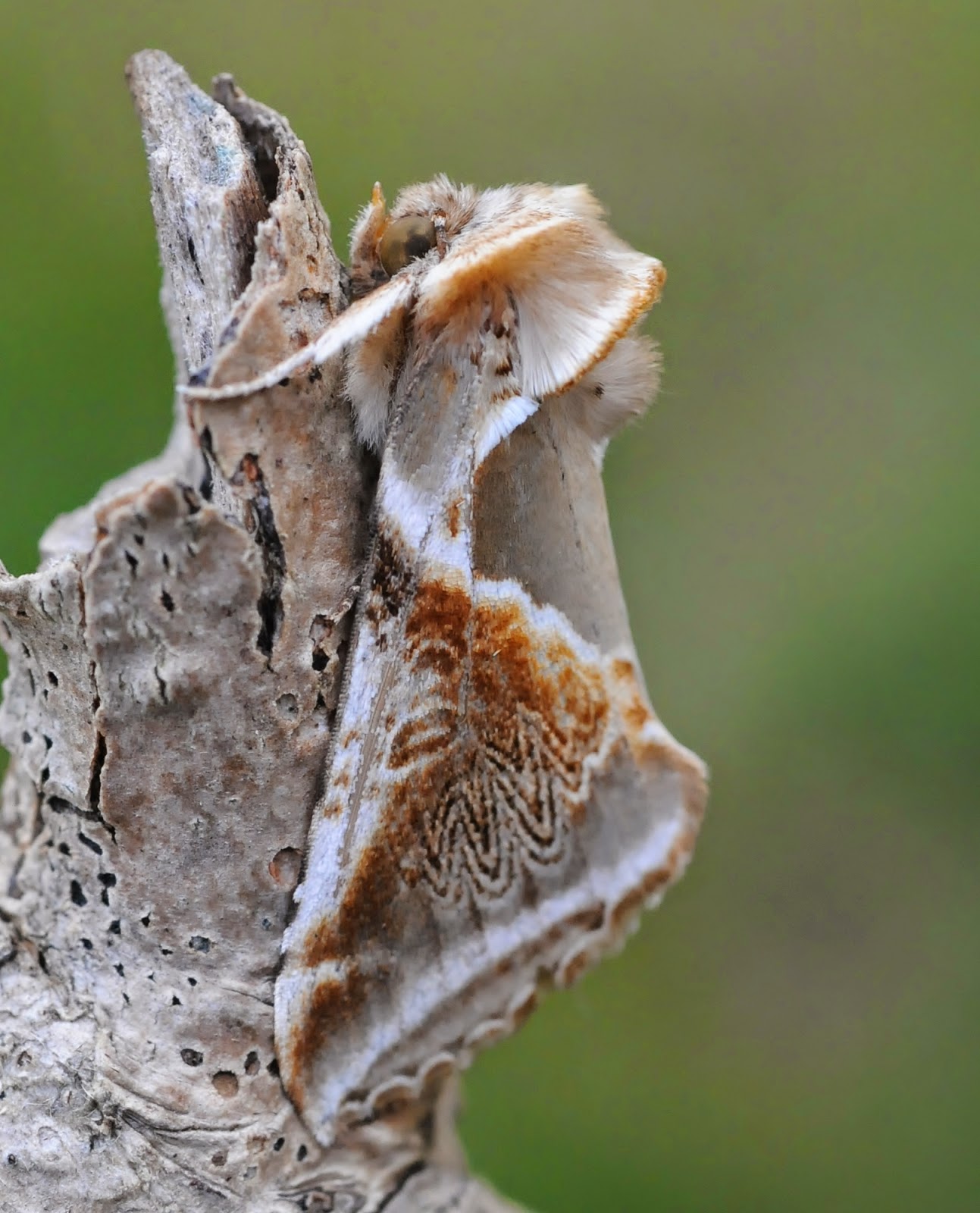 Matt Eade's Blog Garden Moth Trap 18/7/14