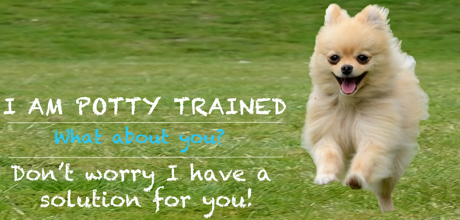 Animal Photo Today How to Potty Train a Puppy