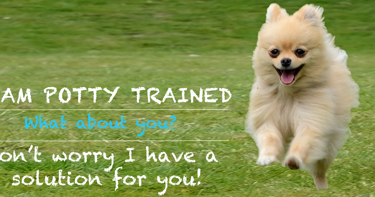 Animal Photo Today How to Potty Train a Puppy