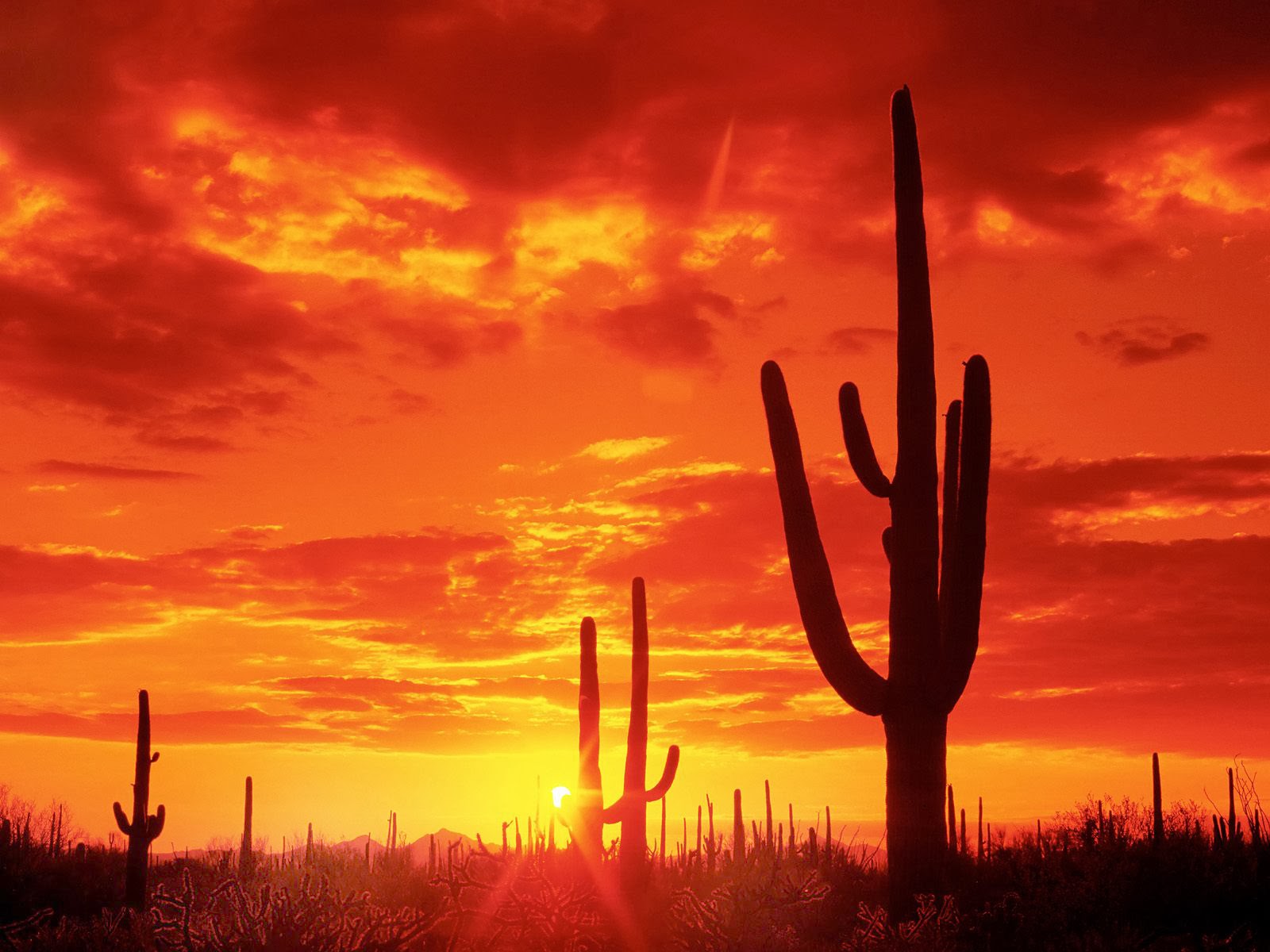 america, arizona, north-america, best places to travel, phoenix arizona, 