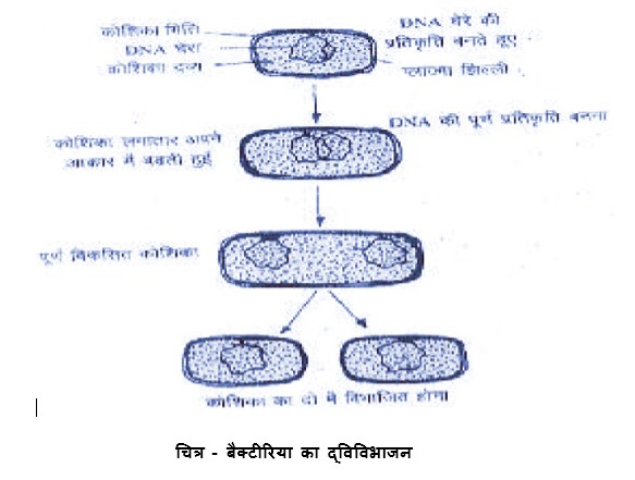 बैक्टीरिया में द्विविभाजन बैक्टीरिया में द्विविभाजन