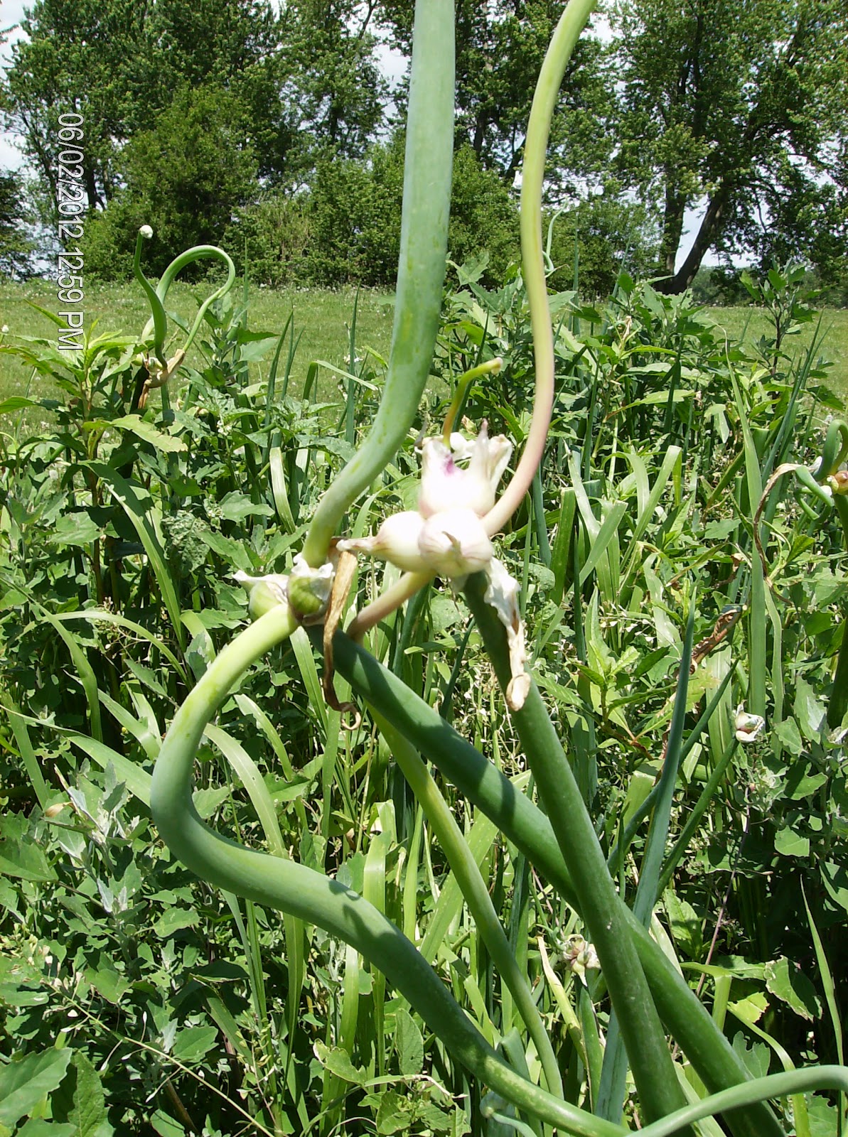 Grammy's Heirlooms Egyptian Walking Onions