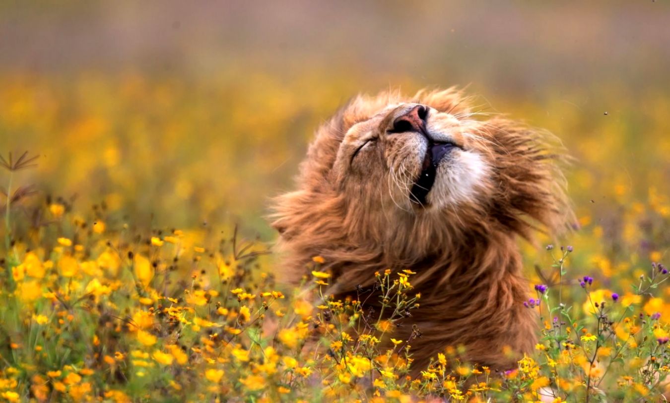 Nature Photography