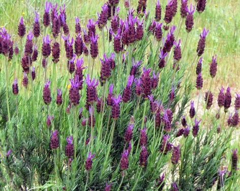 Cantueso (Lavandula stoechas) flor silvestre azul