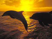free wallpaper download.download free wallpaper for pc (sunset jump bottlenose dolphins honduras)