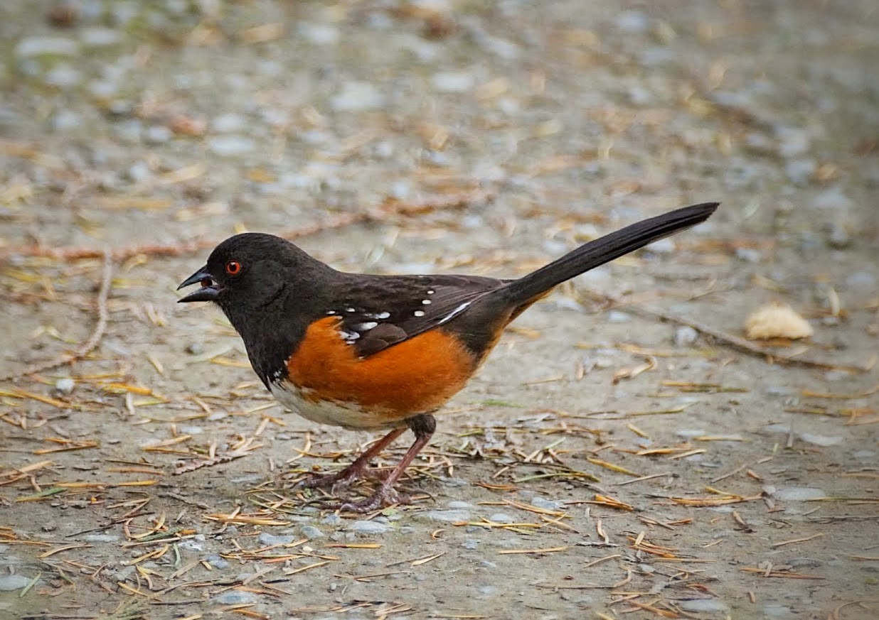 Bird of Columbia