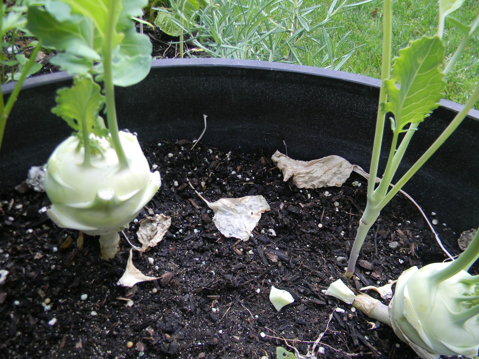 Enjoy Life StirFried Kohlrabi with Shrimp
