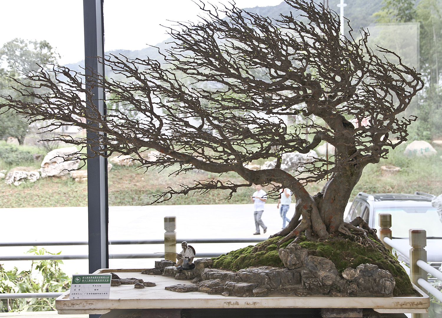 Bonsai Haven BONSAI STYLE WINDSWEPT