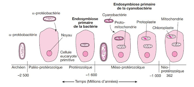  L’origine endosymbiotique des mitochondries et chloroplastes