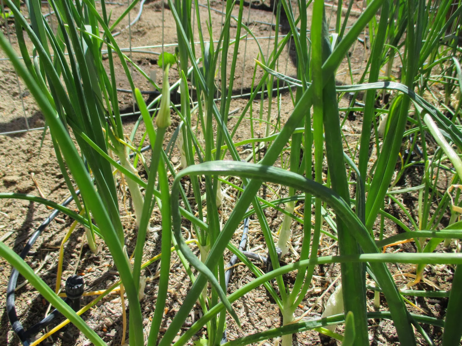 Desert Organic Farming ONION SEEDS WHAT TO LOOK FOR!!