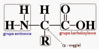 biology-is-life-4-bia-ka-g-wny-budulec-organizmu